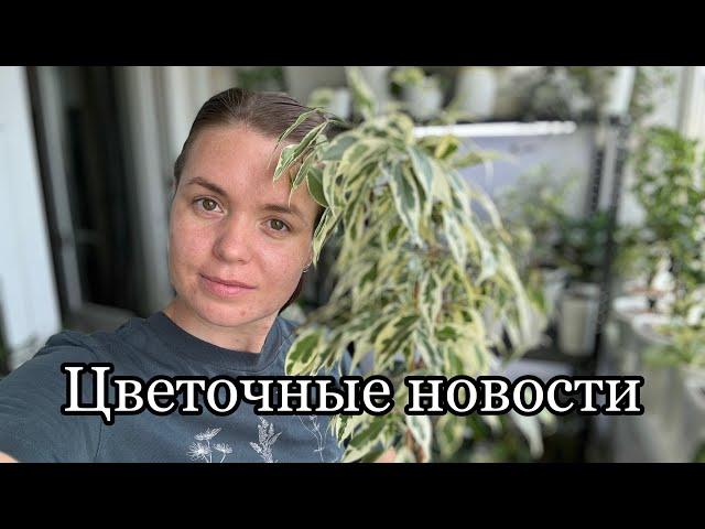 Цветочные новости | фикусы | сентябрь