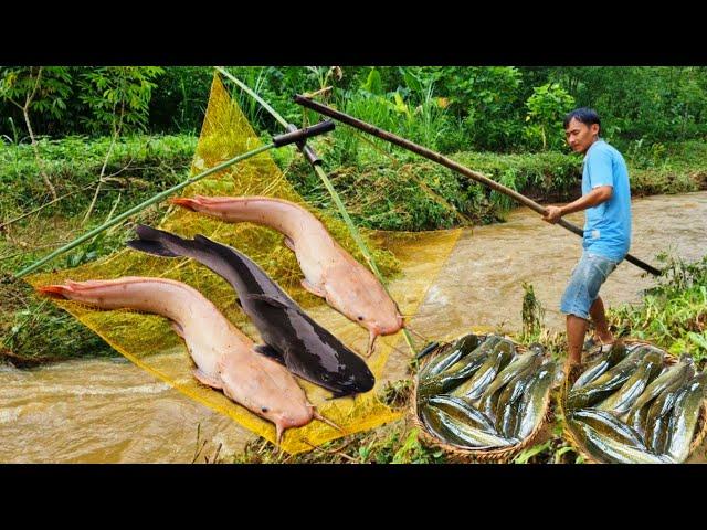 How to catch giant fish in the stream with a big net during the rainy season with daughter