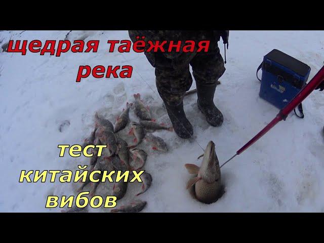 Рыбалка с дедом. Голодный окунь на таёжной реке плюс бонус.