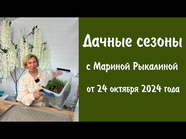 Дачные сезоны с Мариной Рыкалиной от 24 октября 2024 года