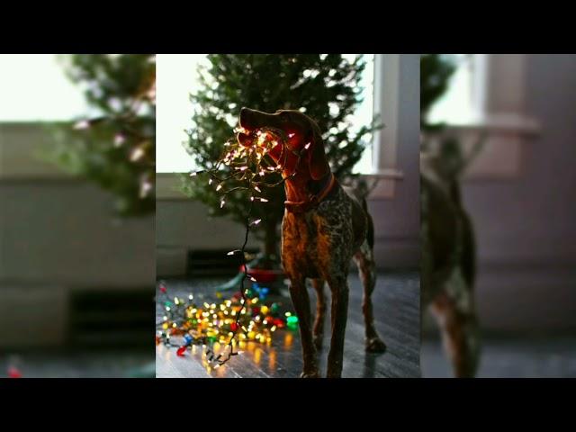 ️Видео для новогоднего настроения 2️ Загадочная Незнакомка 
