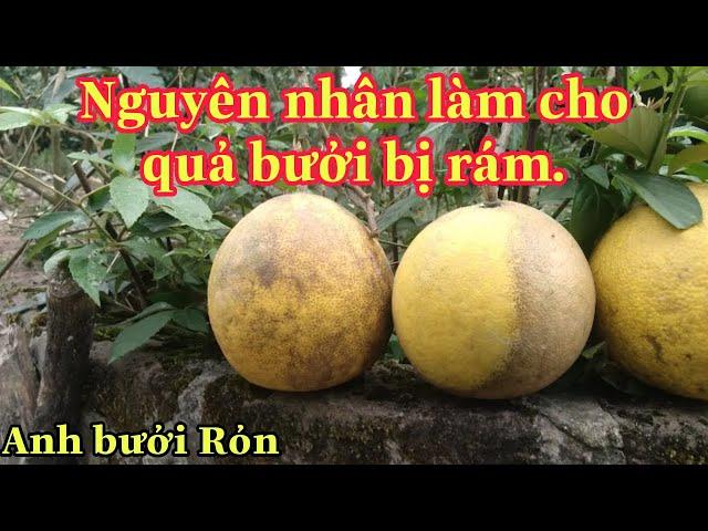 Bưởi diễn bị rám quả do đâu.Anh bưởi Rỏn.