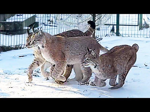 LYNX RAISIN TRYING TO CLIMB ONTO THE ROOF / Dog Playing With Lynxes