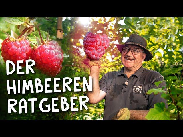 Himbeeren pflanzen, pflegen & düngen im Herbst   - Die besten Sorten im Überblick