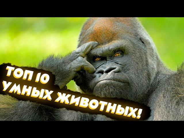 ТОП 10 Самые умные животные!