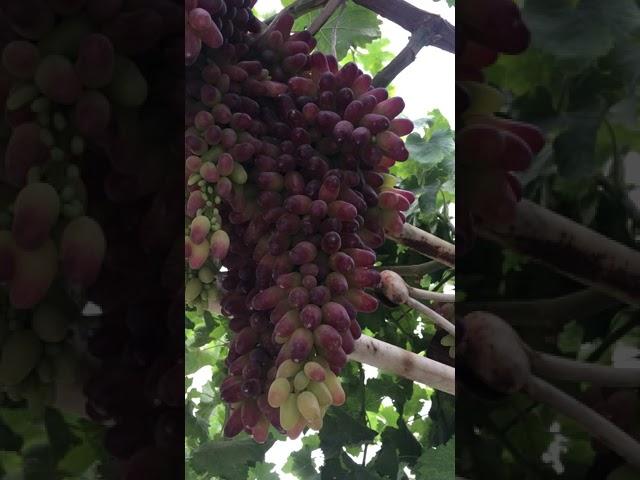 Ангури Маникюр фингер дар Душанбе