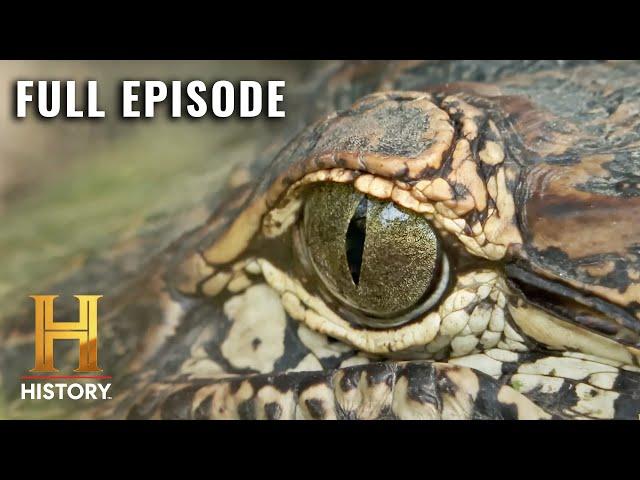Swamp People: Full Moon Feeding Frenzy (S13, E12) | Full Episode