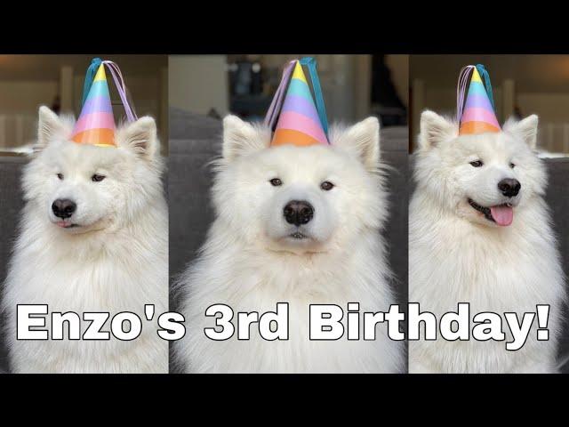SAMOYED BIRTHDAY PARTY (meetup & more!) | Enzo Tries Things