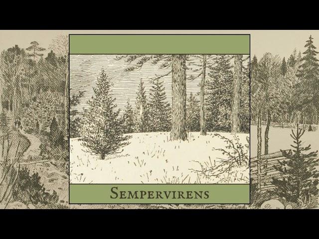 Shire Oak - Sempervirens  (2024)