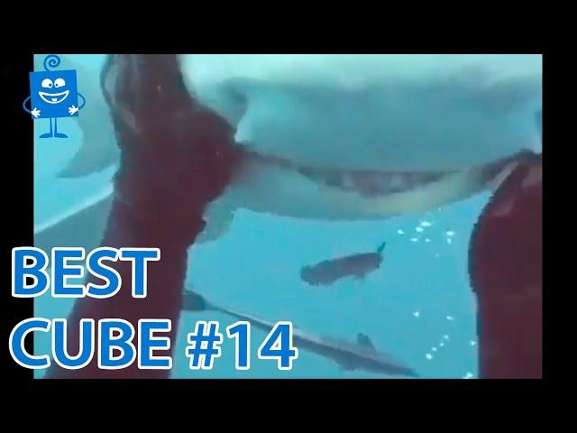 Весёлый COUB/14 /BEST CUBE Приколы/ КУБ БЕЗ МАТА