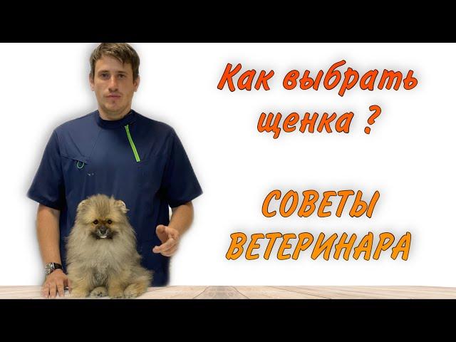 Как выбрать щенка? Советы ветеринара