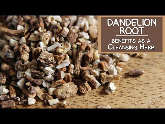 Dandelion Root Benefits as a Cleansing Herb