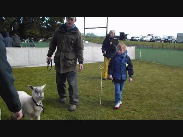 tracey calf club