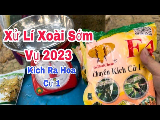 Kích Ra Hoa Cử 1, Xoài Sớm Vụ 2023 | VTK.CHANNEL