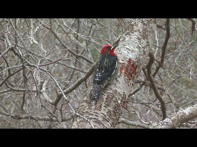 23 Red breastedsaper
