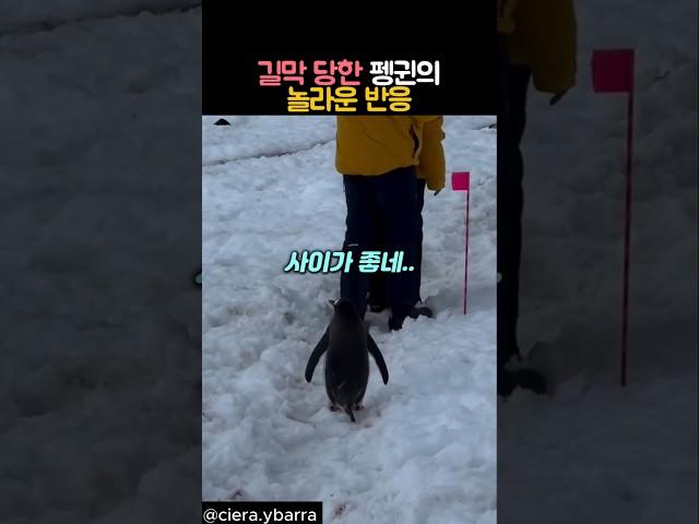 길막당한 펭귄의 놀라운 반응 #동물 #펭귄