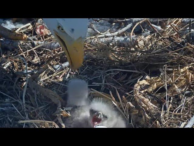 Bald Eagle Couple Jackie And Shadow Welcomes 2 Eaglets