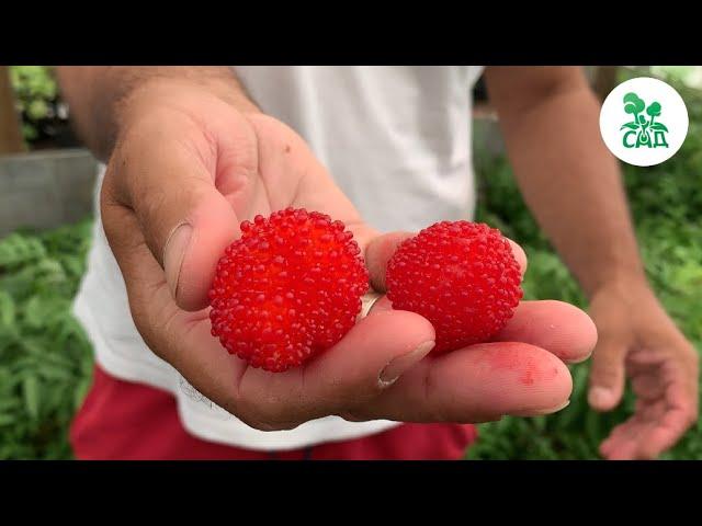 МАЛИНА ТИБЕТСКАЯ (РОЗОЛИСТНАЯ). НЕОБЫЧНАЯ ЯГОДА СО ВКУСОМ ЕЖЕВИКИ И КЛУБНИКИ.