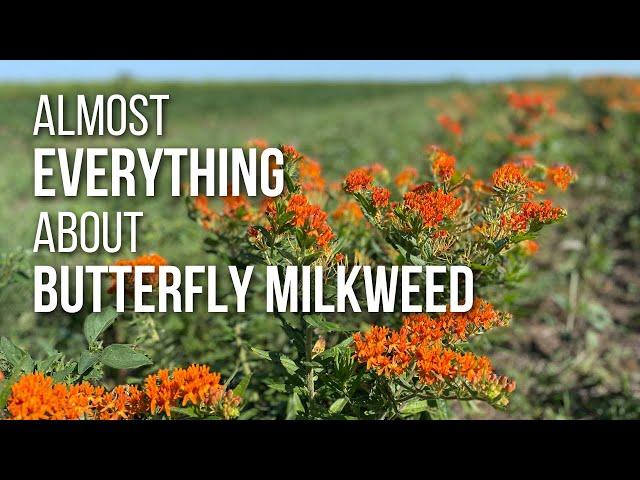 Almost EVERYTHING you need to know about Butterfly Milkweed