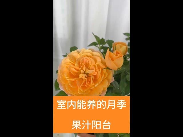 阳台养盆“果汁花”，剪2刀疯狂爆花苞，四季开花不招虫！