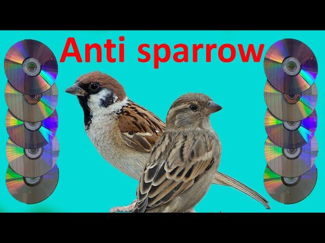 Get rid of sparrows in a simple way