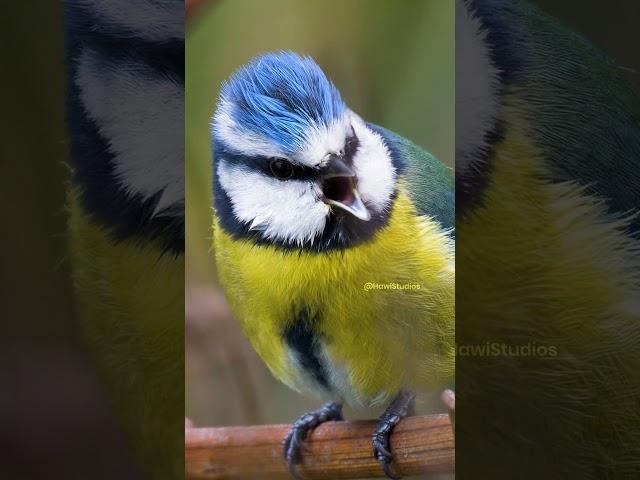 Eurasion Blue Tit Singing  Wincent   CpxrV #bird #nature #wildlife