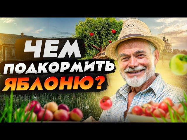 Подкормка яблонь: когда, чем, сколько и зачем?