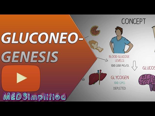 Gluconeogenesis Pathway Made Simple - BIOCHEMISTERY