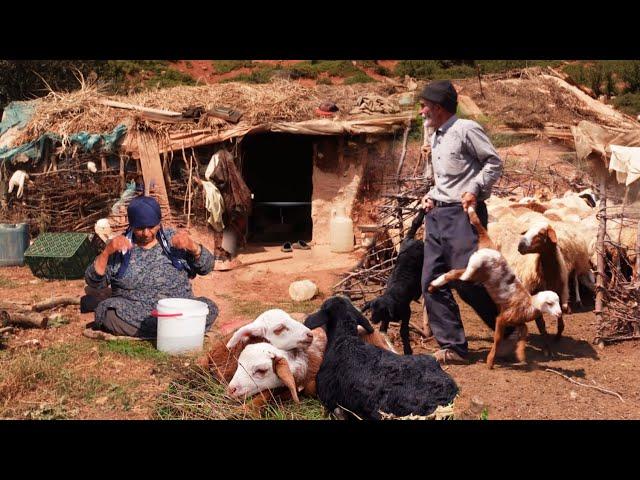 The Nomadic Shepherd's Life in Remote Iran | A Day with Sleepy Lambs, Goats and Sheep