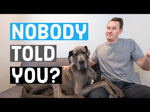 Things NOBODY tells you about owning a Great Dane | Great Dane Care