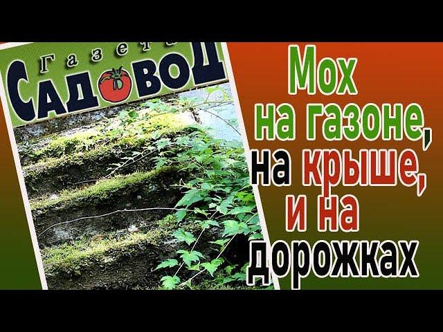 Мох на газоне, крыше, дорожках