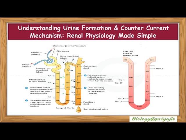 Understanding Urine Formation & Counter Current Mechanism: Renal Physiology Made Simple.