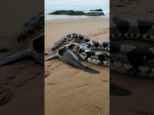 Shark Meets Python on the Beach: A Rare Encounter#ai#GPT#sora#openai#story#animal