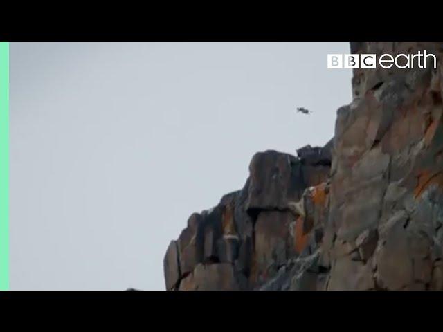 Baby Chick Jumps Off Cliff | Life Story | BBC Earth