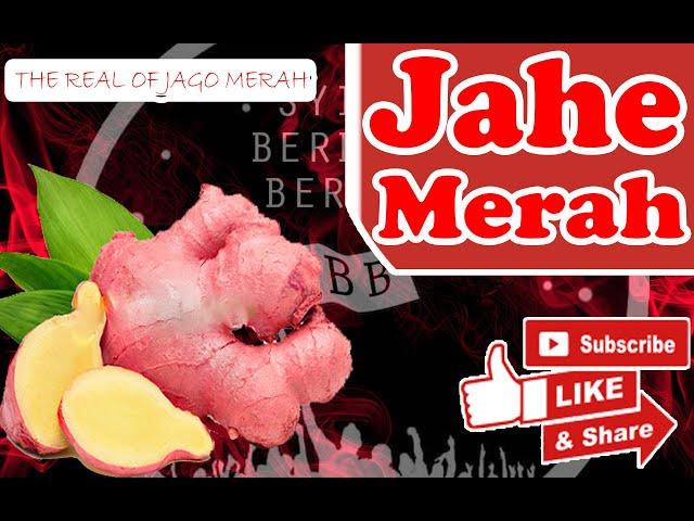 The Real of Jago Merah | jahe merah | syiar berbagi berkah|#sobatSBB