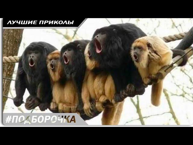 НОВЫЕ НАРЕЗКИ ЮТУБ видео смотреть русские приколы до слез 2018 #18