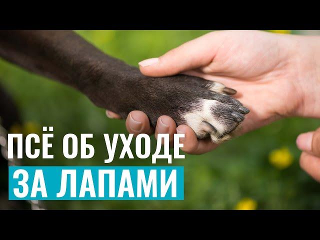 Как ухаживать за лапами собаки: инструменты и лайфхаки