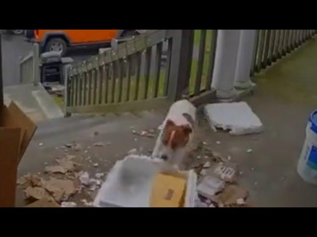 Dog Destroys Amazon Package Left Outside House