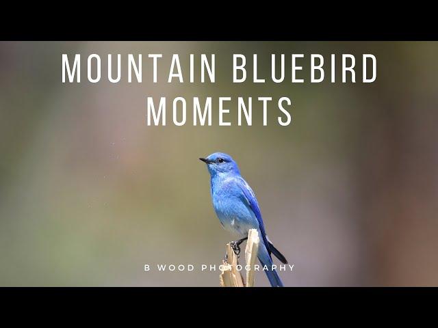 Mountain Bluebird Moments 