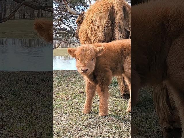 Is it #spring yet?!? I'M READY #puremichigan #homesteading #scottishhighlands