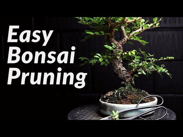 FAST & EASY Pruning Bonsai Trees for Beginners - How to Prune a Chinese Elm Bonsai Tree