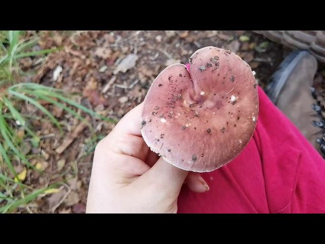 Identifying Edible fungi: Russula vesca - the flirt.