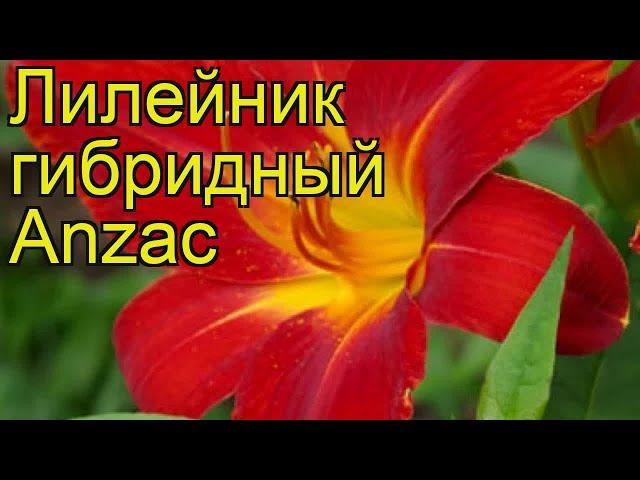 Лилейник гибридный Анзак. Краткий обзор, описание характеристик hemerocallis Anzac