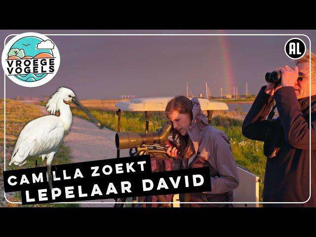 Camilla Dreef telt de lepelaars op de Marker Wadden | TV | Vroege Vogels