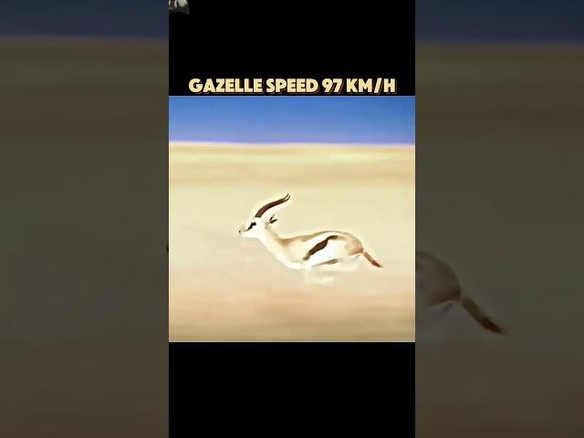 The fastest animal in the world#trending#shorts#animals#wildlife#cheetah#peregrinefalcon