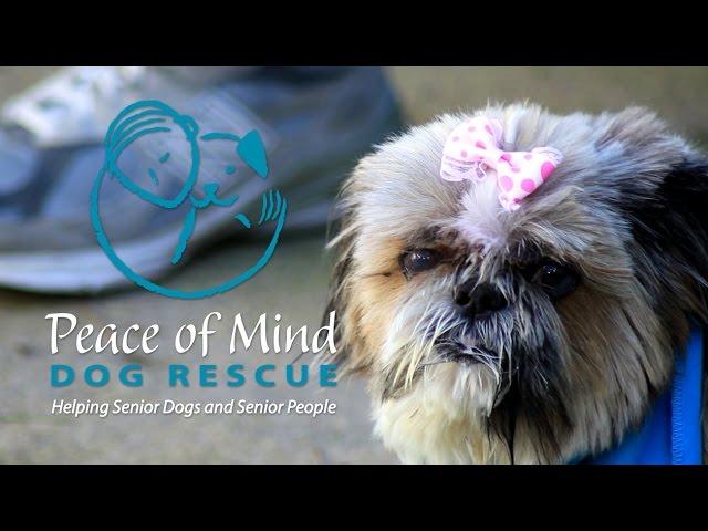 PEACE OF MIND DOG RESCUE PROMO 2017