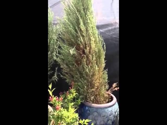 Blue Arrow Juniper