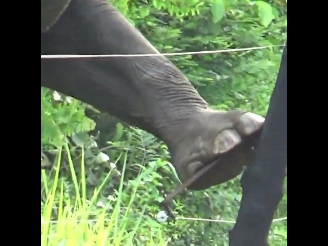 Wild elephant breaking an electric fence | Elephant | Wildlife | Wild animals |  Animaux #shorts