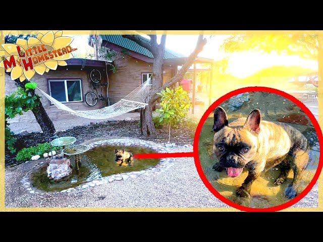 Creating a Dog-Friendly Pond in Our Courtyard | Monthly Peek Ep406