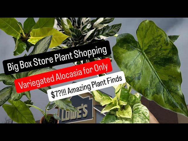 Big Box Store Plant Shopping at Lowe's Variegated Alocasia for only $7 Huge Money Savings on Plants